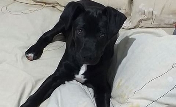 Imagen de la nota: Buscan a un perro perdido 