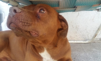 Imagen de la nota: Mascota perdida: búsqueda desesperada de Vikingo