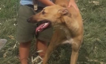 Imagen de la nota: Mascota perdida: buscan a Chok 