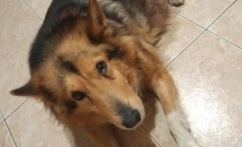 Imagen de la nota: Murió su dueña y buscan una familia