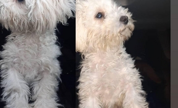 Imagen de la nota: Buscan a Rufi