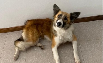 Imagen de la nota: Se busca a los dueños de una perra