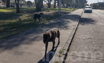 Imagen de la nota: Denuncian que tiraron veneno en las calles