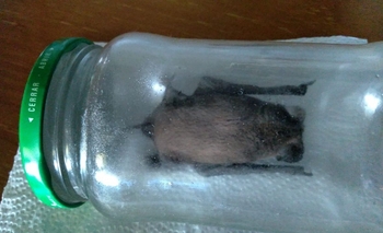 Imagen de la nota: Tiene que “mantener vivo” un murciélago hasta el lunes