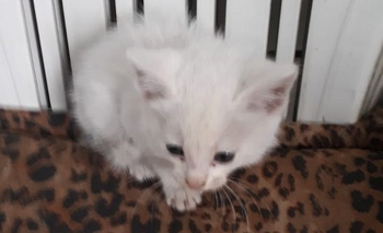 Imagen de la nota: Buscan hogar para una gatita