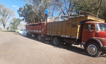 Imagen de la nota: Camionero multado por llevar animales con la “marca ilegible”