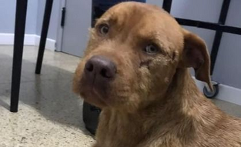 Imagen de la nota: En 6 horas juntaron $54.000 para operar a un perrito