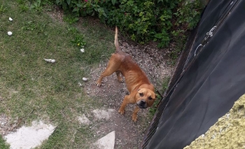 Imagen de la nota: Fue abandonado hace más de 15 días y le buscan tránsito