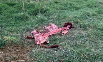 Carnearon un animal de 150 kilos y se llevaron todos los cortes Imagen de la nota: Carnearon un animal de 150 kilos y se llevaron todos los cortes