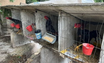 Gallos de riña: activistas junta firmas para que cierren  Imagen de la nota: Gallos de riña: activistas junta firmas para que cierren