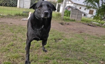 Imagen de la nota: Continúa la búsqueda de una familia que adopte a Hanson