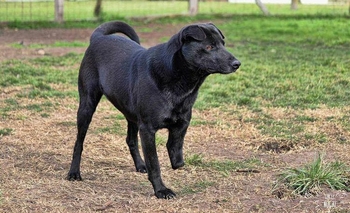 Imagen de la nota: Día del Animal: harán una jornada de adopción en el Centro Cultural San José