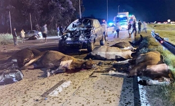 Imagen de la nota: Tragedia en Cañuelas: un choque en cadena produjo la muerte de una mujer y once caballos