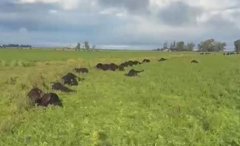 Imagen de la nota: Una centella mató 33 terneros y provocó pérdidas millonarias a productor local