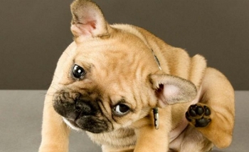 Imagen de la nota: Advierten sobre riesgos por mal uso de antipiojos y antipulgas