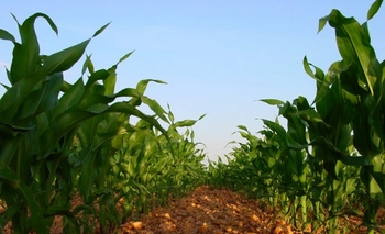 Imagen de la nota: Elección de la fecha de siembra del maíz