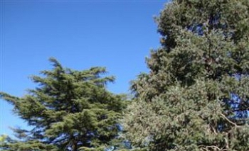 Imagen de la nota: Curso de poda del arbolado urbano y frutales