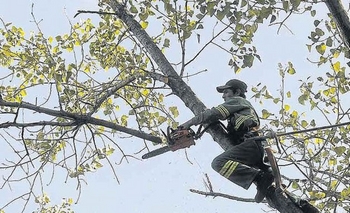 Imagen de la nota: Este lunes inicia el cronograma de recolección de poda
