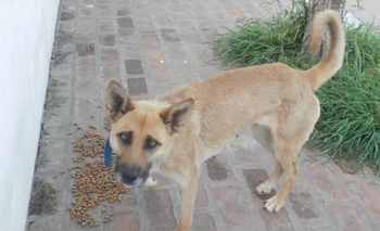 Imagen de la nota: Urgente: necesita un hogar