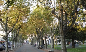 Imagen de la nota: Podar es antinatural: consejos y tips para cuidar los árboles