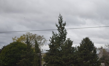 Imagen de la nota: Alerta meteorológico por fuertes vientos