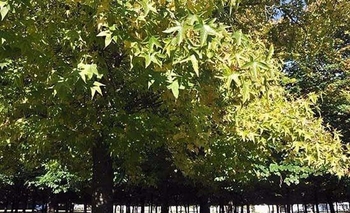 Imagen de la nota: Septiembre es el último mes de recolección de poda vecinal