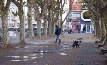 Podarán árboles de la plaza para combatir los tordos  Imagen de la nota: Podarán árboles de la plaza para combatir los tordos