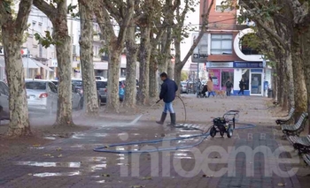 Imagen de la nota: Podarán árboles de la plaza para combatir los tordos 