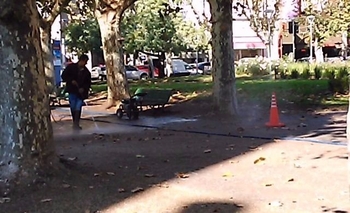 Se suman voces al debate por los tordos de la Plaza Imagen de la nota: Se suman voces al debate por los tordos de la Plaza