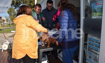 Imagen de la nota: Harán una vacunación antirrábica en el Microcentro