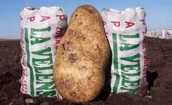Imagen de la nota: Barker: cosecharon una papa del tamaño de una bolsa de 20 kilos