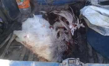 Imagen de la nota: Interceptaron a un hombre practicando caza furtiva