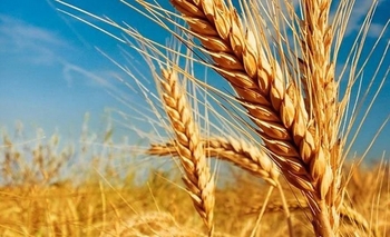 Imagen de la nota: El precio del trigo “se multiplica por siete” cuando llega a la góndola