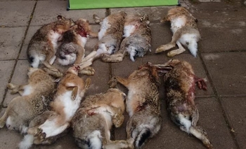 Imagen de la nota: Practicaban caza furtiva y fueron infraccionados