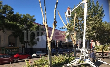 Imagen de la nota: Realizan trabajos de poda en la Plaza Central