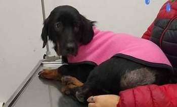 Buscan un hogar para Tita: está casi ciega y sus adoptantes la devolvieron Imagen de la nota: Buscan un hogar para Tita: está casi ciega y sus adoptantes la devolvieron