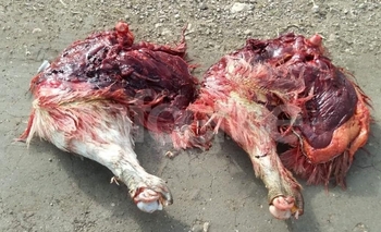 Imagen de la nota: Tres hombres demorados por caza furtiva con galgos