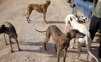 Imagen de la nota: En plena cuarentena fueron a cazar con perros a un campo