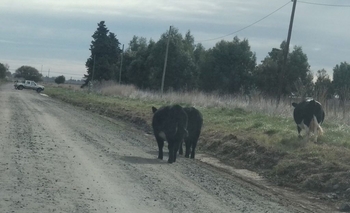 Realizan infracciones por animales sueltos Imagen de la nota: Realizan infracciones por animales sueltos