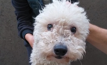 Imagen de la nota: Encontraron a un perrito y buscan a sus dueños