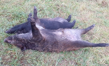 Imagen de la nota: Advierten por presencia de jabalíes en el enlace Kirchner 