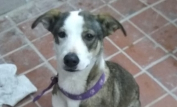 Imagen de la nota:  Buscan a los dueños de una perrita