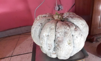 Sierrachiquense cosechó un zapallo de más de 15 kilos Imagen de la nota: Sierrachiquense cosechó un zapallo de más de 15 kilos