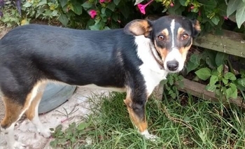 Imagen de la nota: Buscan un hogar para “Colita”