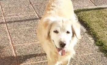 Imagen de la nota: Buscan a los dueños de un perro