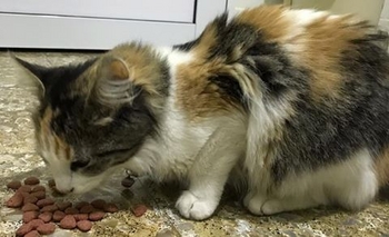 Imagen de la nota: Encontraron a una gatita y buscan a sus dueños