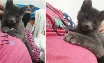 Imagen de la nota:  Buscan a “Milo” 