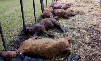 Imagen de la nota: Desgracia en Tapalqué: un rayo mató a 13 terneros 