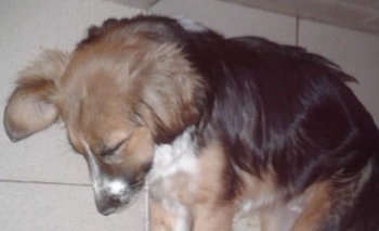 Imagen de la nota: Encontraron una perrita y buscan a su familia