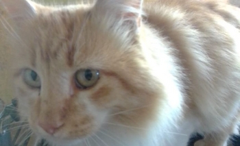 Imagen de la nota: Encuentran un gato y buscan a sus dueños 